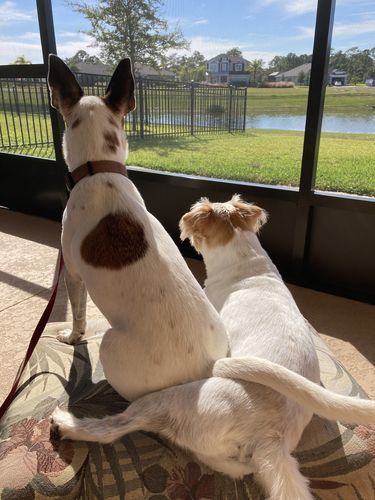Customer photo review of MCT CBD Oil : PET & HUMAN SUPER DOSE - 4,000 MG CBD