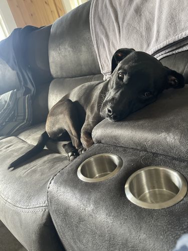 Customer photo review of MCT CBD Oil : PET & HUMAN SUPER DOSE - 4,000 MG CBD