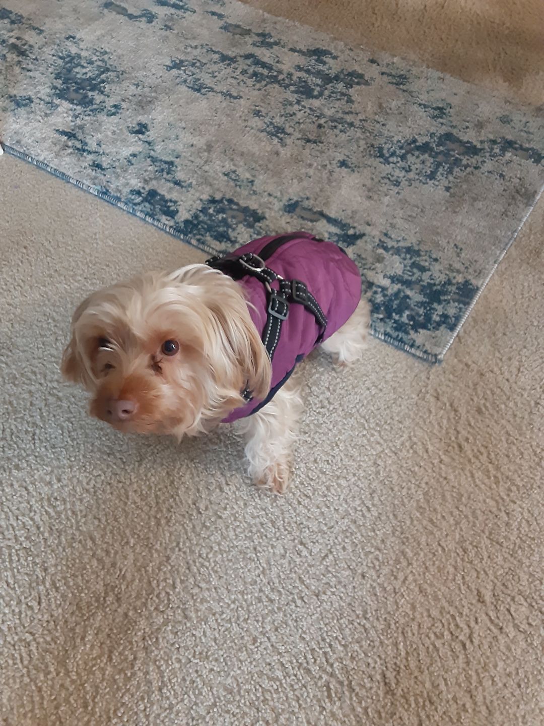 Customer photo review of DogSki Sport™ - Waterproof Jacket Harness