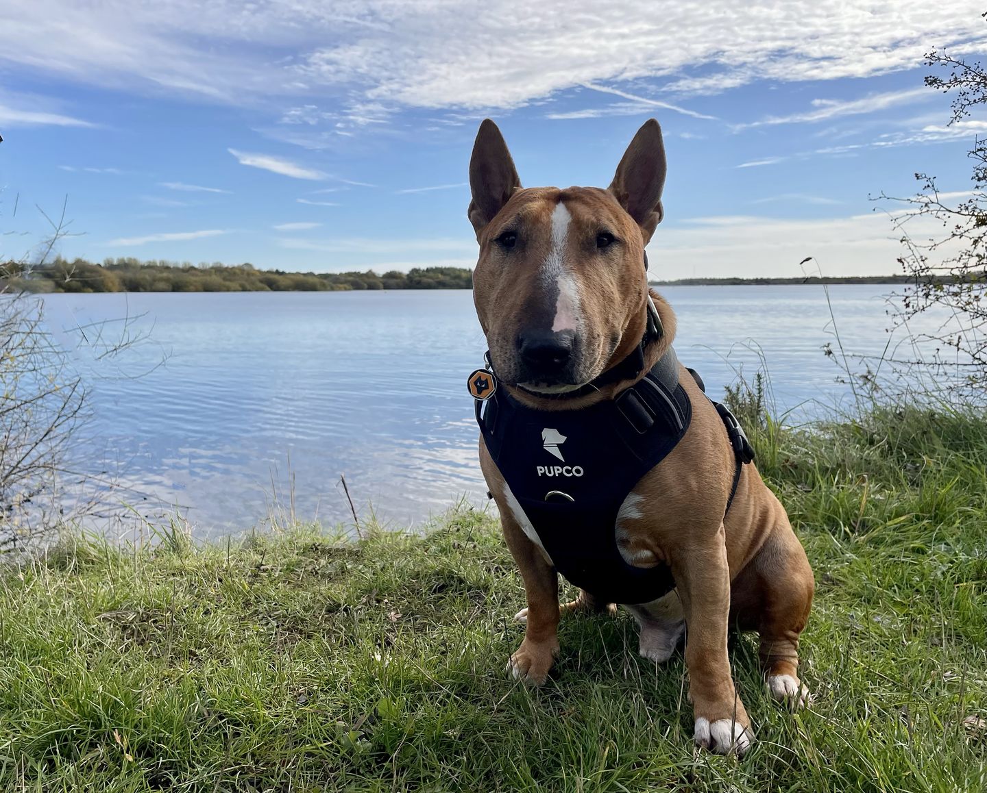 Customer photo review of PUPCO prime harness - Black