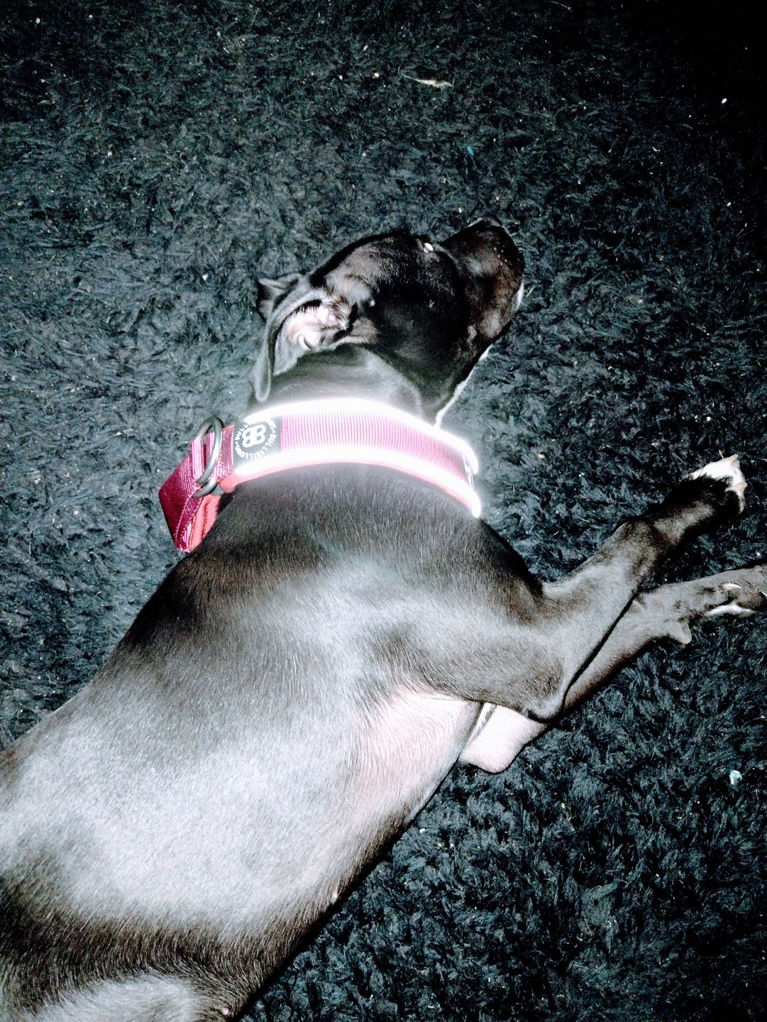 Customer photo review of 5cm RR Collar | Soft Padded & Reflective | Series 2 - Burgundy