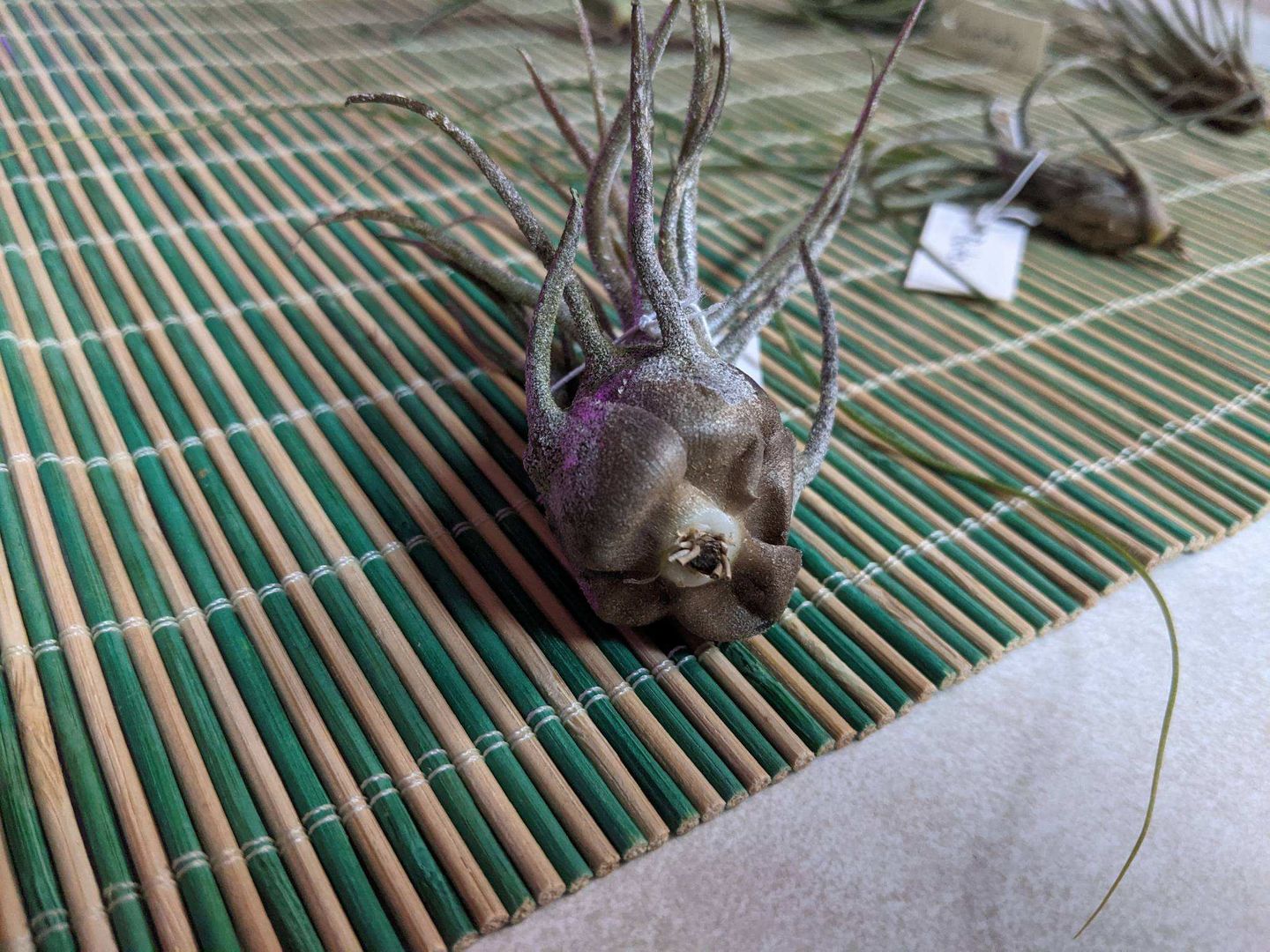Customer photo review of Bulbosa