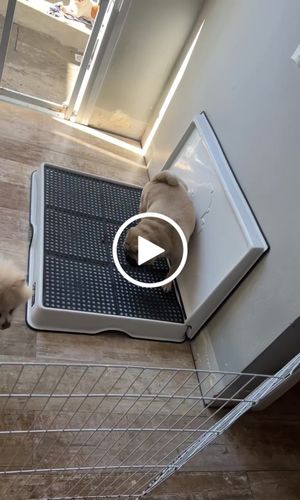 Customer video review of Weasy Cão