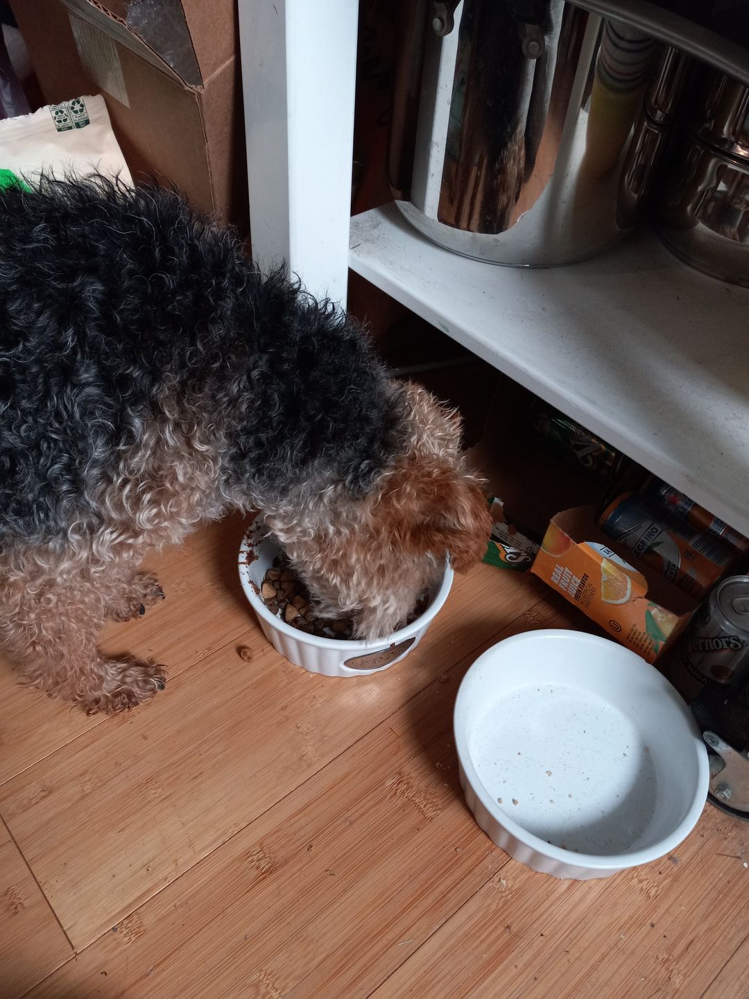Customer photo review of Royal Canin Veterinary Diet - Hepatic Canned Dog Food