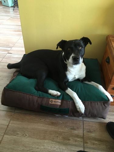 Customer photo review of Cama Para Perro Modelo Origen Kuapets Verde Botella - Café