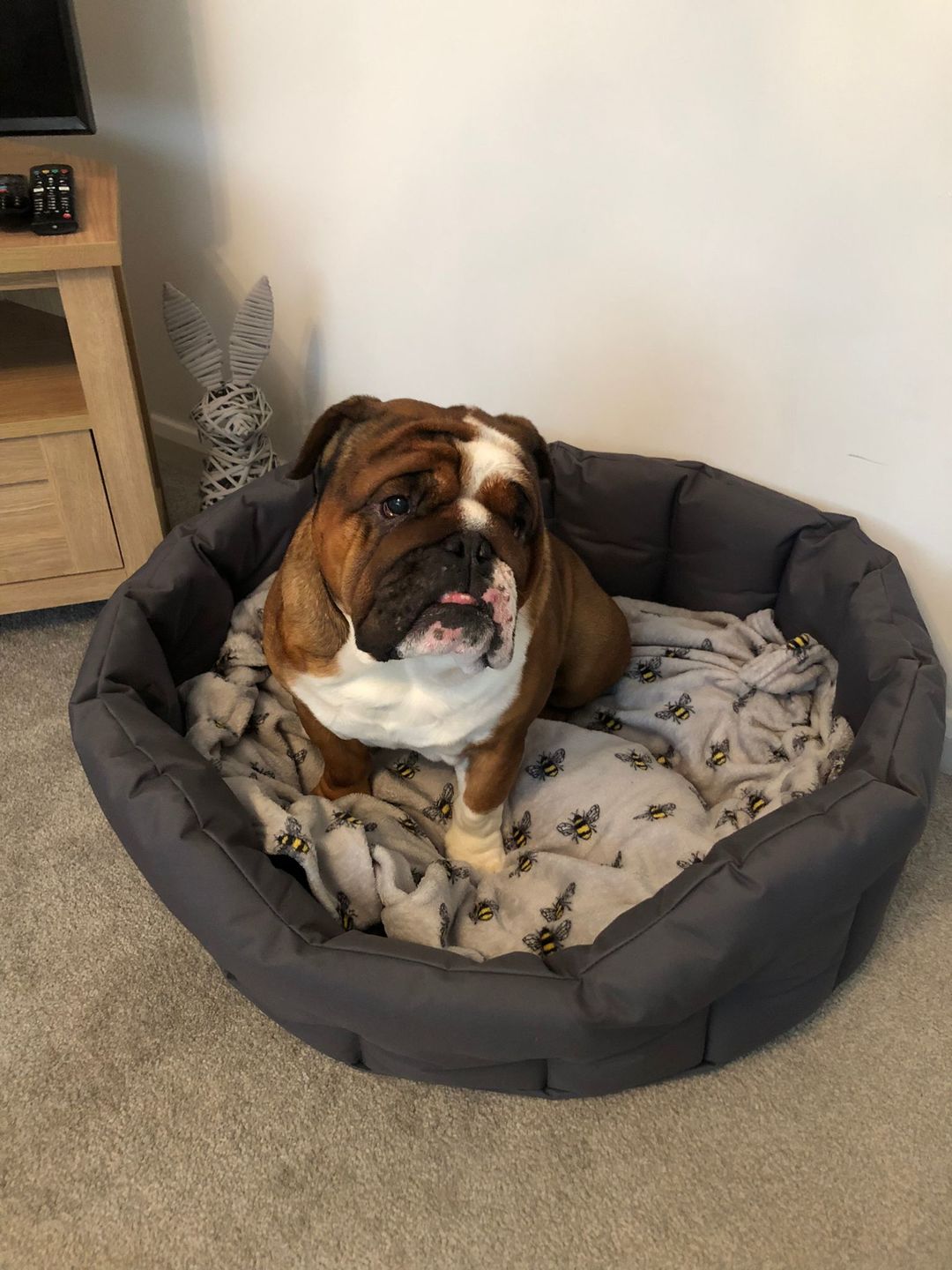 Customer photo review of Country Dog Heavy Duty Oval Waterproof Bed