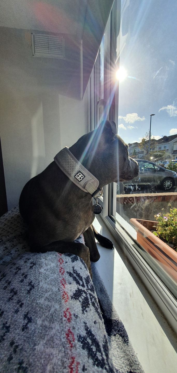 Customer photo review of Active Slip N' Clip Collar - Metal Grey