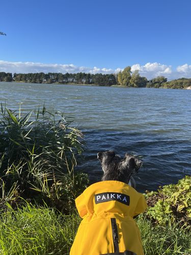 Customer photo review of Visibility Raincoat Lite Yellow for Dogs