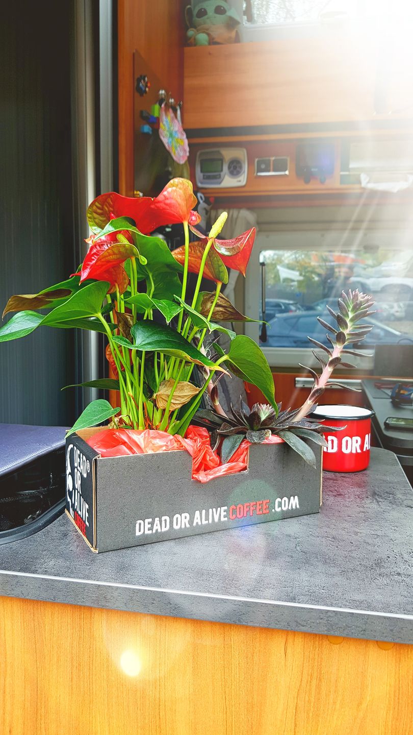 Customer photo review of DEAD OR ALIVE COFFEE Original – Kaffeebohnen, Medium-Dark Röstung, für Espresso & Filter, säurearm