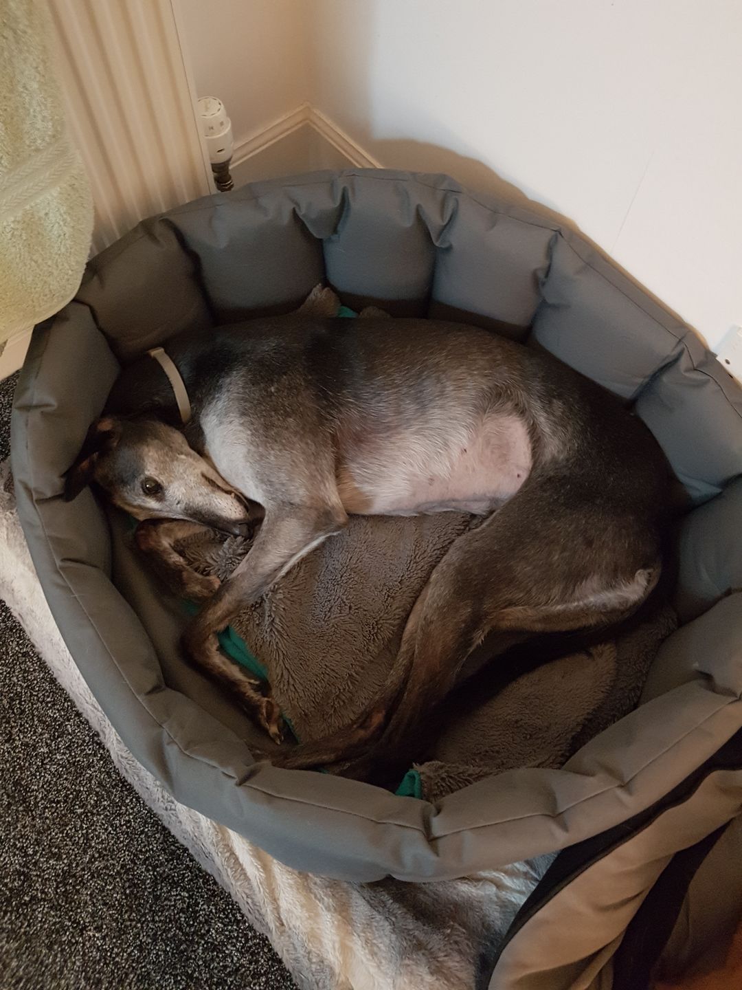 Customer photo review of Country Dog Heavy Duty Oval Waterproof Bed