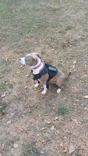 Customer photo review of 10-In-1 Tactical K9 Harness System - Full Set Dog Harness Bundle (Includes: Tactical No-Pull Dog Harness + Bungee Leash + Collar + MOLLE Pouches + First Aid Kit + 12 Hook & Loop Patches + Dog Goggles + Safety Belt + Travel Water Bowl + Dog Waste Bags)