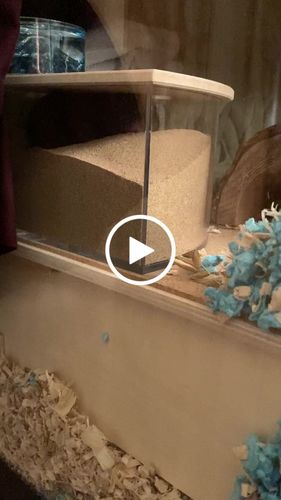 Customer video review of Niteangel Desert Bathing Desert Sand for Hamster Gerbil Mice Degu or Other Small Pets