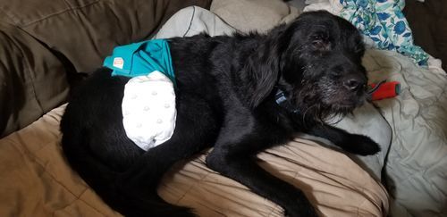 Customer photo review of MCT CBD Oil : PET & HUMAN SUPER DOSE - 4,000 MG CBD