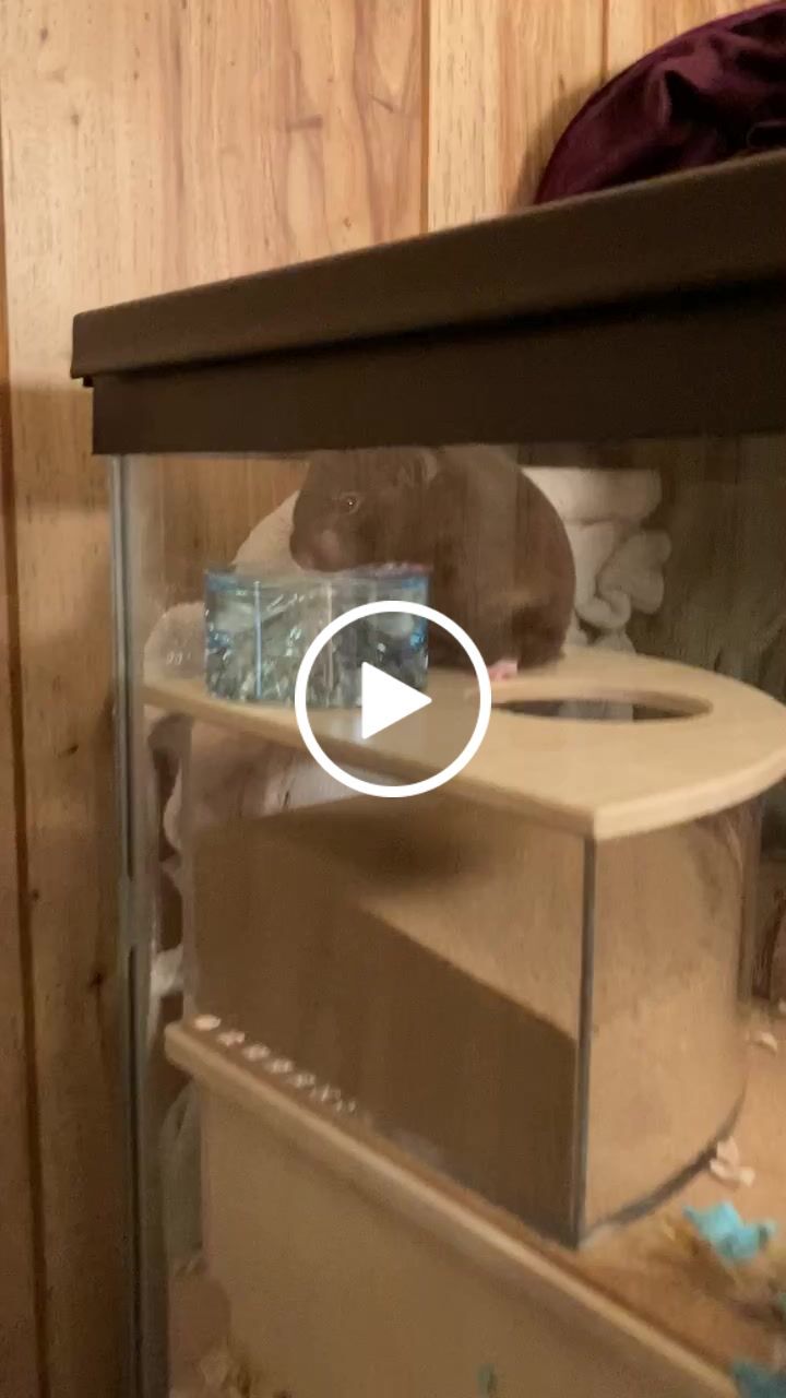 Customer video review of Niteangel Hamster Feeding & Water Bowls - Small Animal Glass Drinking Bowls for Dwarf Syrian Hamsters Gerbils Mice Rats or Other Similar-Sized Small Pets