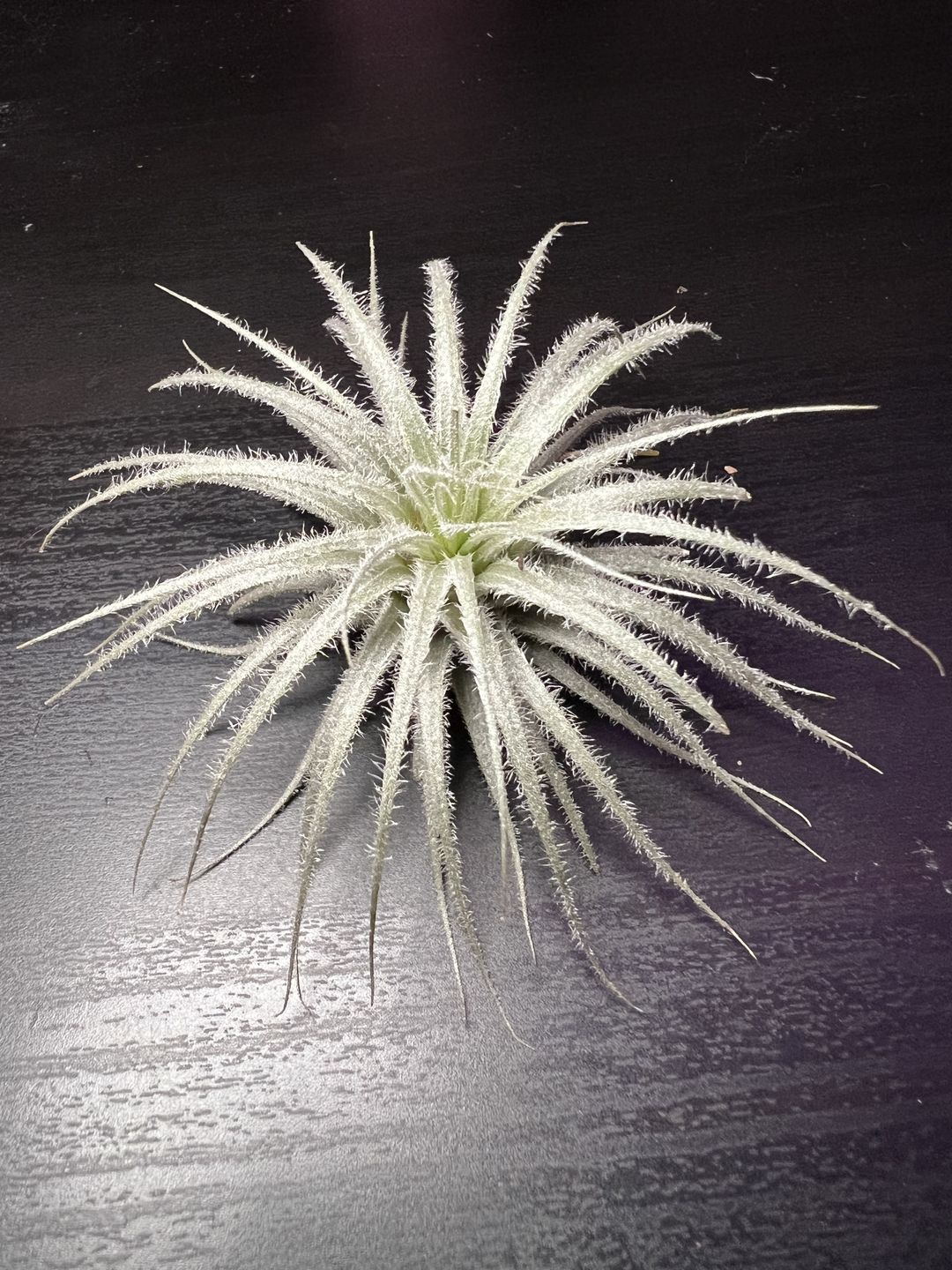 Customer photo review of Tectorum Ecuador  (AKA Snowball)