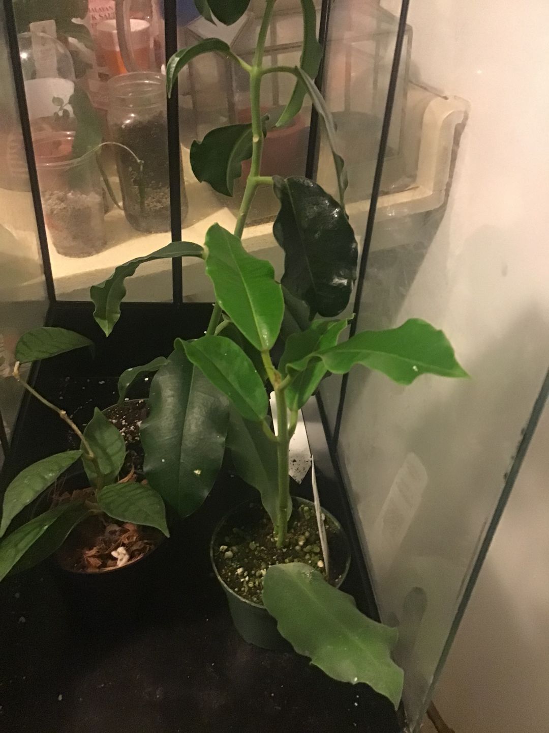 Customer photo review of 3" Hoya imperialis