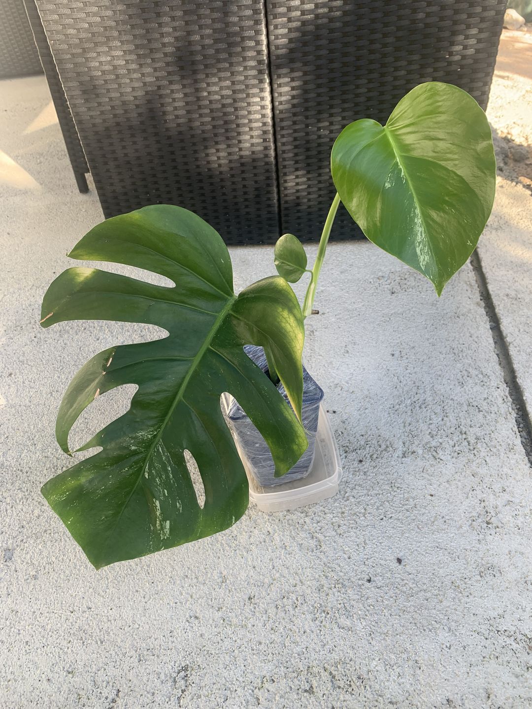 Customer photo review of MONSTERA BORSIGIANA VARIEGATA