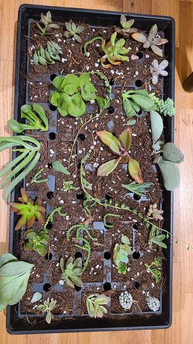 Customer photo review of Succulent Cuttings Variety Pack | Live Succulent Cuttings