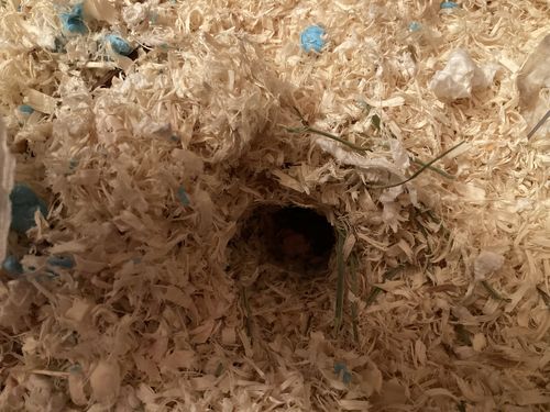 Customer photo review of Niteangel 65L Aspen Shaving Hamster Beddings for Syrian Dwarf Hamster Gerbil Mice Degu Rat Rabbit Bunny Guinea Pig Chinchilla Hedgehog or Other Small Pets