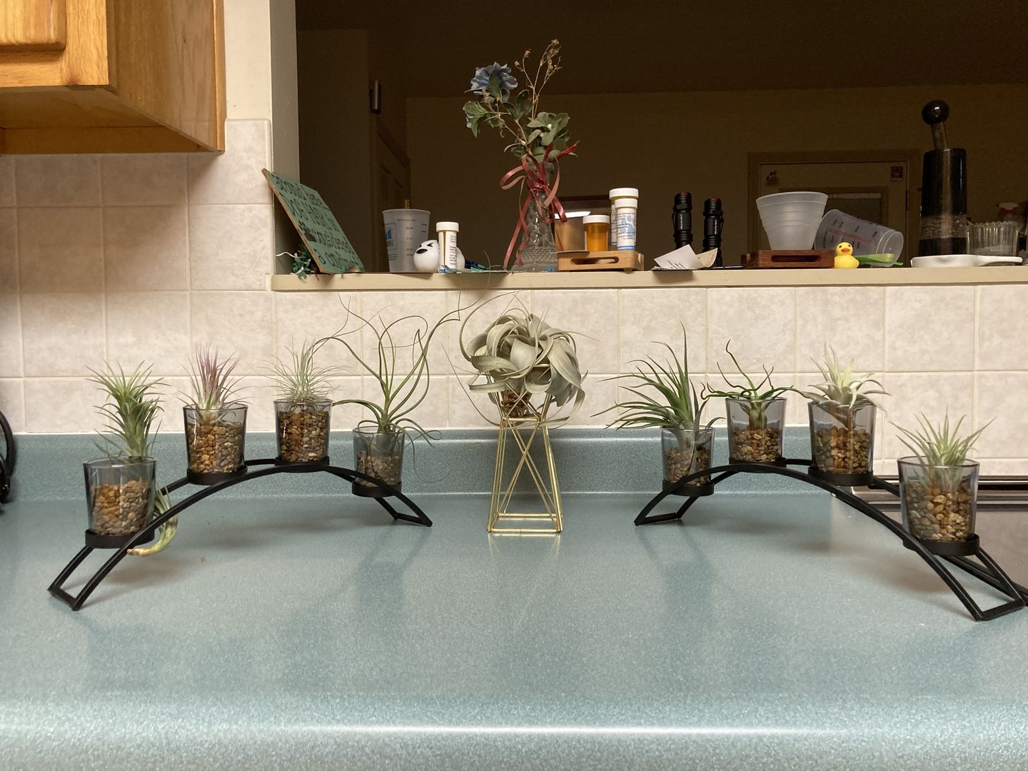 Customer photo review of *6 Pack* Premium Air Plants Mix  *Cannot Be Shipped Internationally*