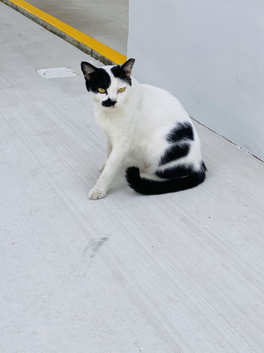 Customer photo review of Revolution Plus For Medium Cats 5.6-11 lbs (2.6-5kg)