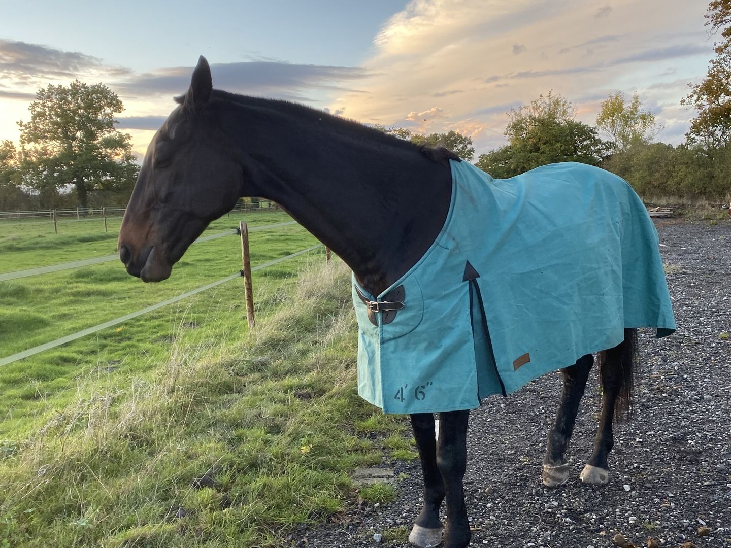 Customer photo review of Canvas Turnout Rug | New Zealand 18oz Wool Lined Rug