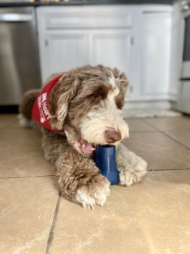 Customer photo review of Freezbone