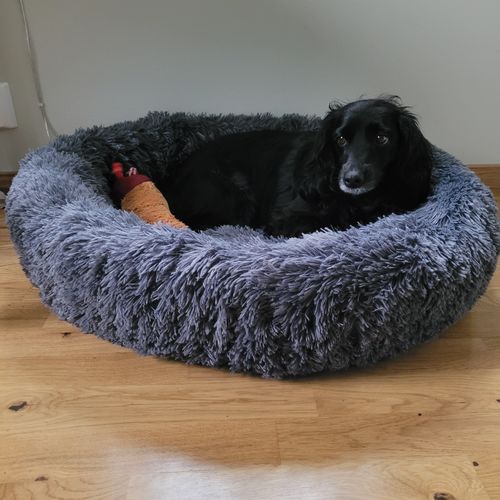 Kundbild: cockerpoo i sin CalmBed