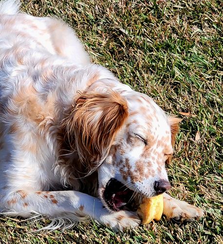 Customer photo review of Puffy Pig Snouts