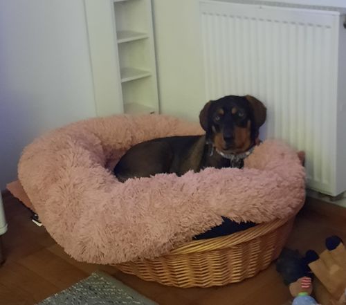 Customer photo review of Puppery Hundebett Wolke 7 - Das Original