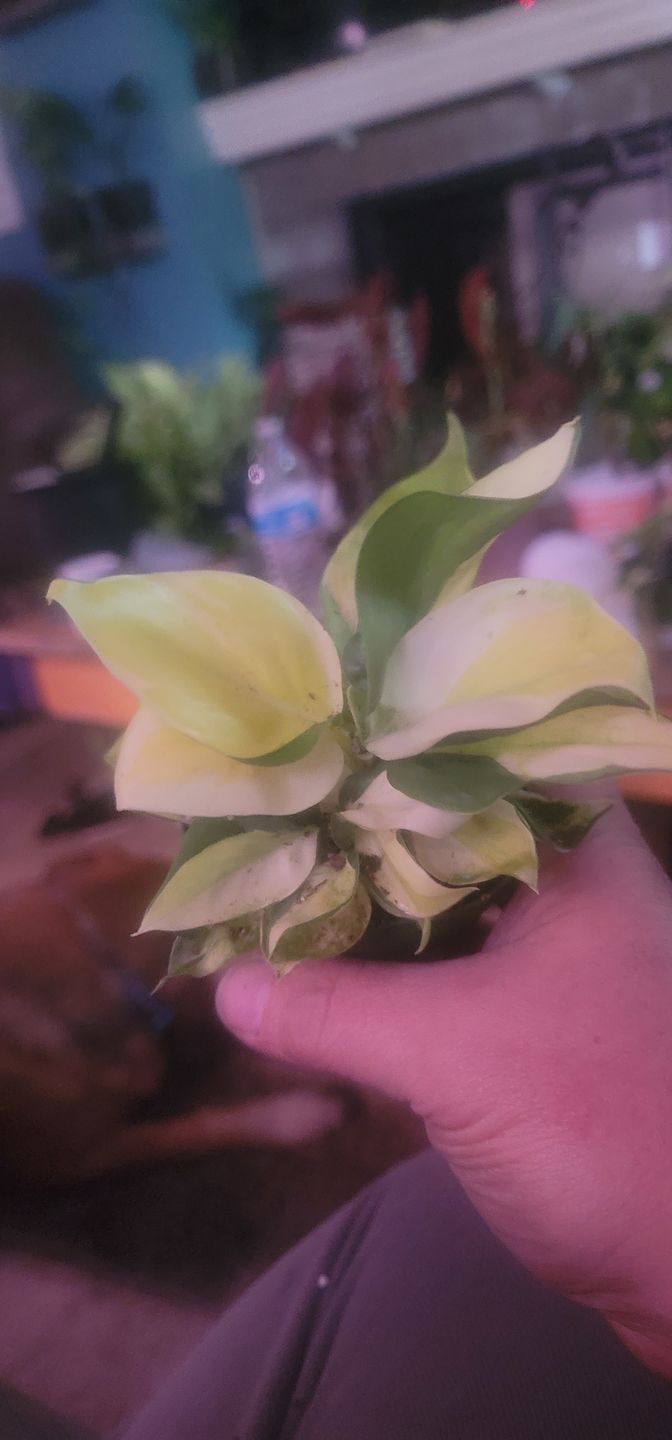 Customer photo review of 3" Philodendron hederaceum 'Gabby' - single stem - PRE ORDER