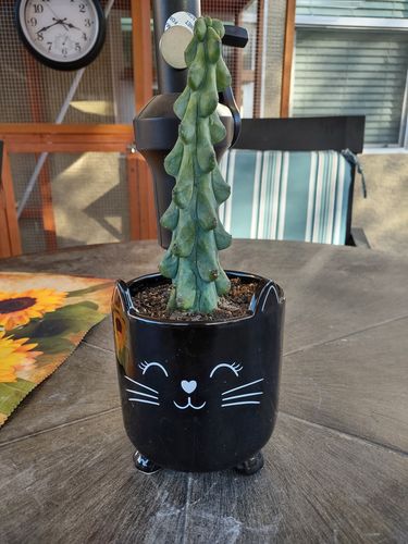 Customer photo review of Boobie Cactus | Myrtillocactus geometrizans Fukurokuryuzinboku