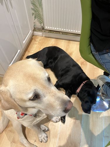 Customer photo review of LITE-25 Collar - Pink (AirTag Collar)