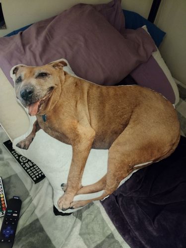Customer photo review of Create A Custom Dog Pillow