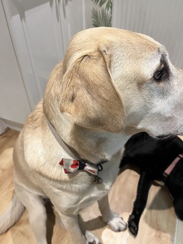 Customer photo review of LITE-25 Collar - Khaki (AirTag Collar)