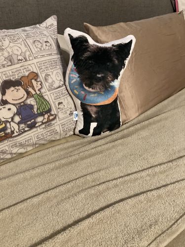 Customer photo review of Create A Custom Dog Pillow