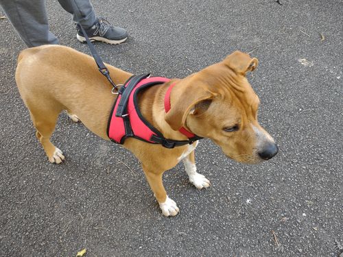 Customer photo review of Classic No-Choke Dog Safety Harness