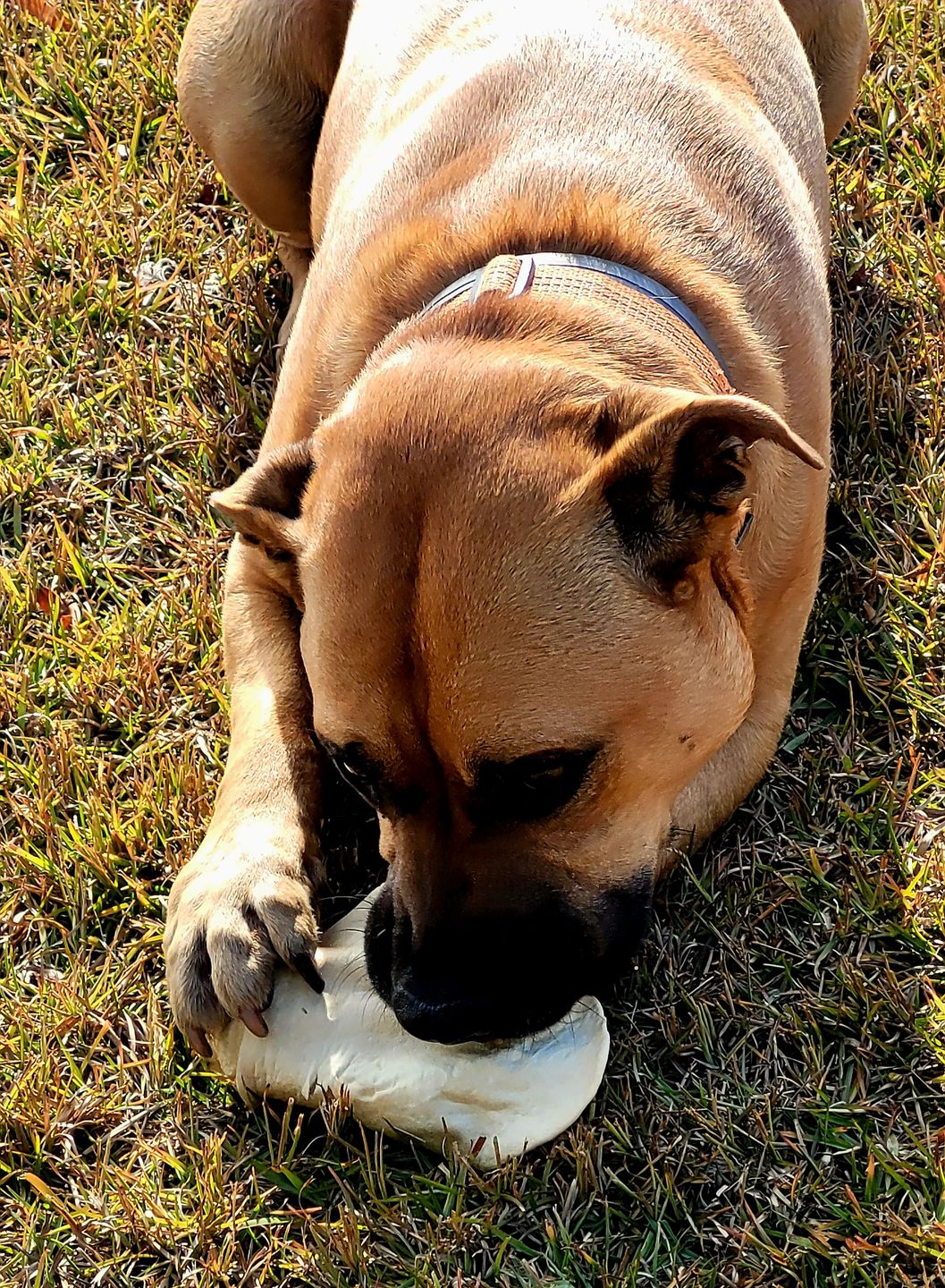 Customer photo review of Cow Ears For Dogs