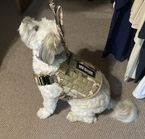 Customer photo review of 10-In-1 Tactical K9 Harness System - Full Set Dog Harness Bundle (Includes: Tactical No-Pull Dog Harness + Bungee Leash + Collar + MOLLE Pouches + First Aid Kit + 12 Hook & Loop Patches + Dog Goggles + Safety Belt + Travel Water Bowl + Dog Waste Bags)
