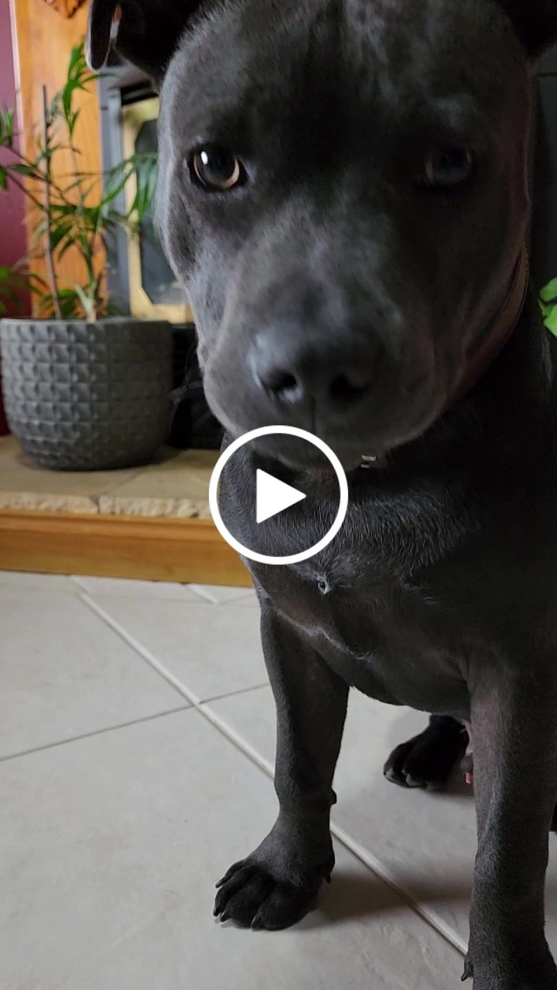 Customer video review of Hand Made Leather Dog Collar - Tuscan Brown (Slim Fit)