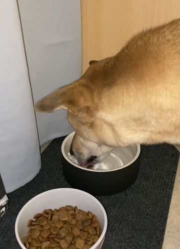 Customer photo review of Cool Bowl Black L for Pets