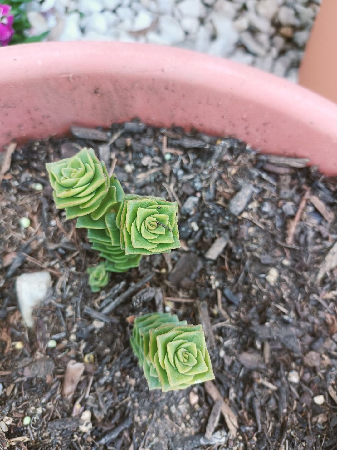 Customer photo review of Crassula Green Pagoda