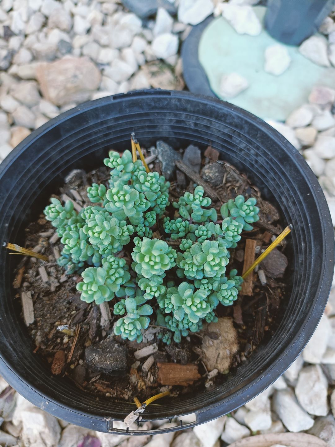 Customer photo review of Sedum dasyphyllum 'Lilac Mound'