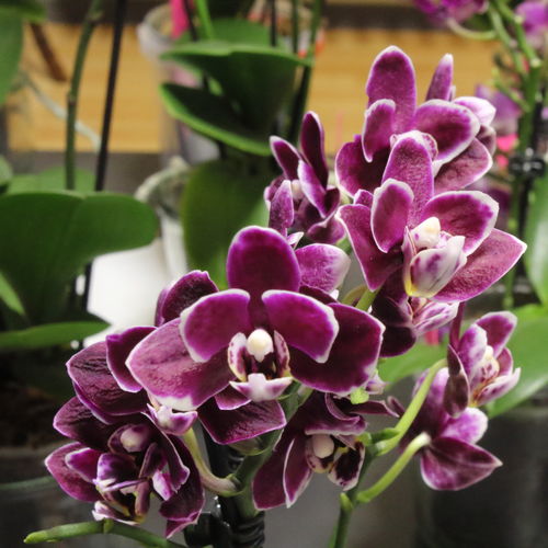 Customer photo review of Table Dance Blackpearl mit schwarzen Blüten mit 2 Stielen