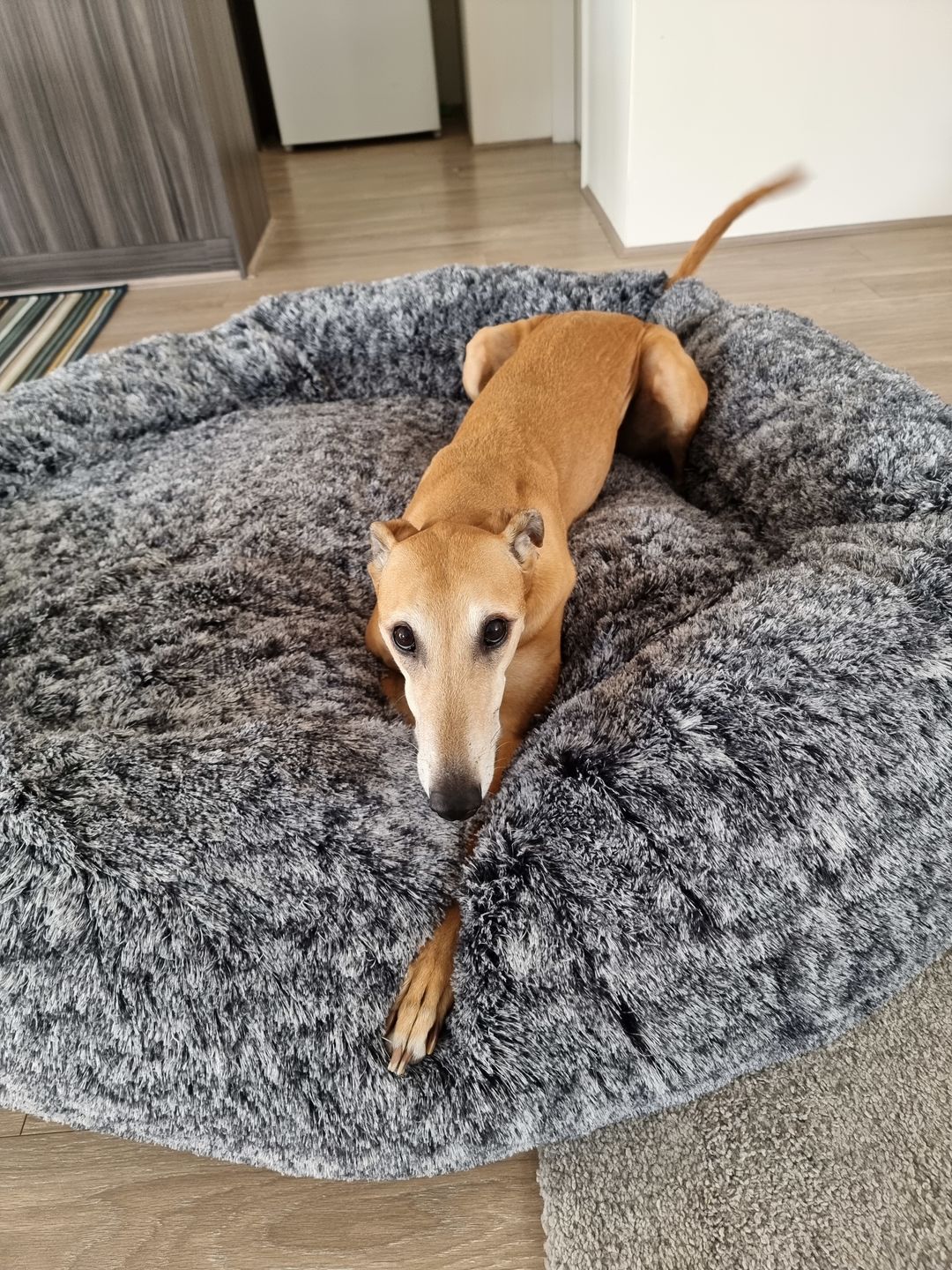 Customer photo review of The Human Size Nap Bed
