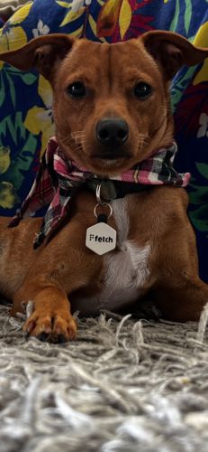 Customer photo review of Concrete Jungle Fetch® Mini