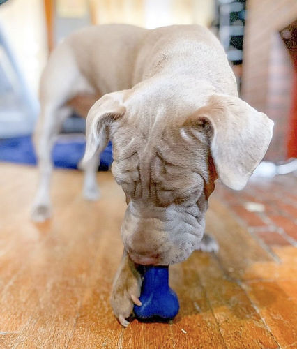 Customer photo review of Freezbone