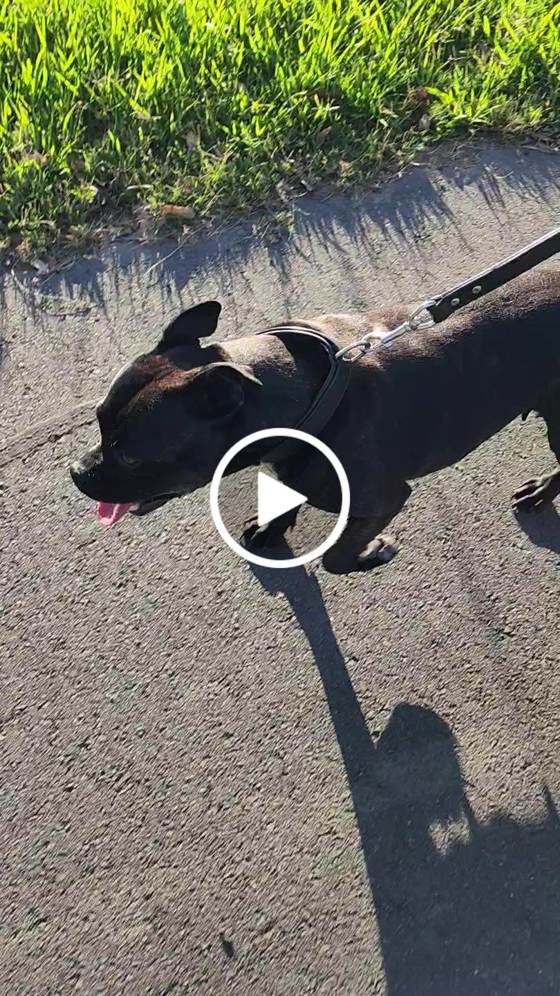 Customer video review of Hand Made Leather Dog Collar - Tuscan Black (Slim Fit)