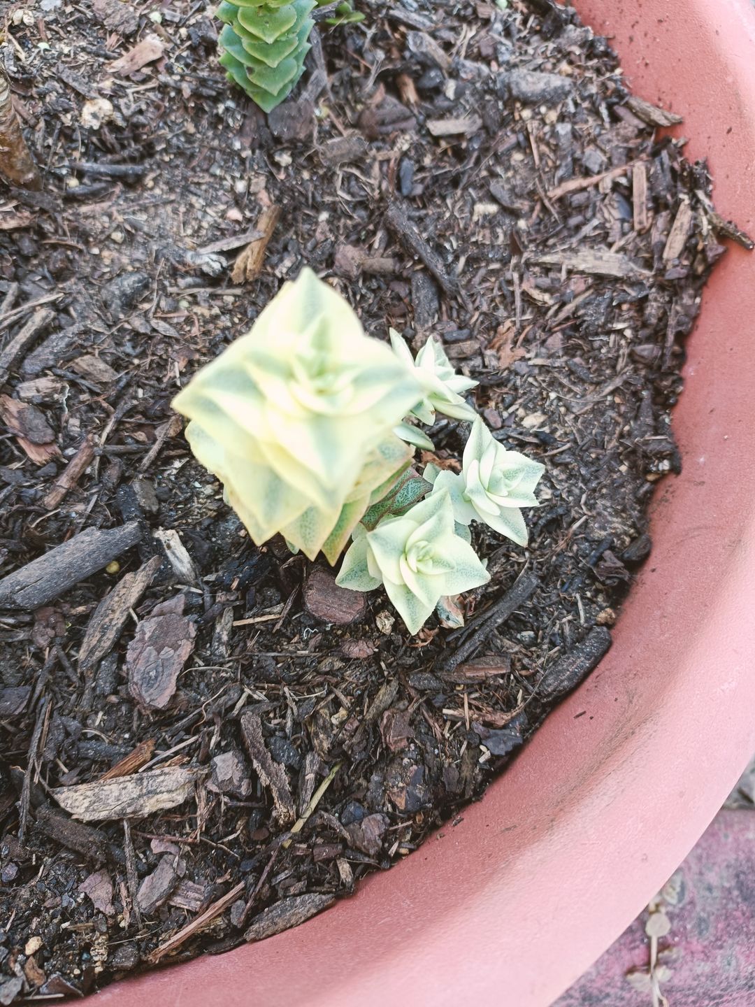 Customer photo review of Crassula perforata variegated