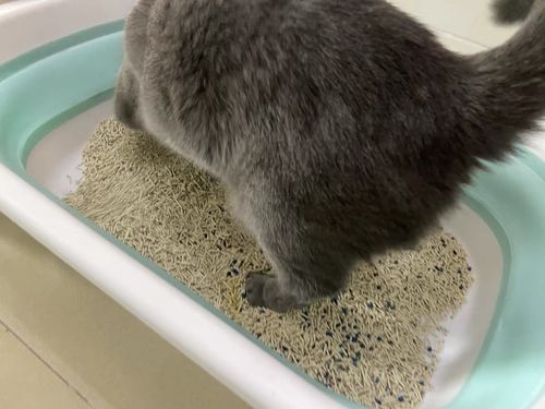 Customer photo review of Michu Mixed Tofu Cat Litter, Heavy Duty Flushable Kitty Litter